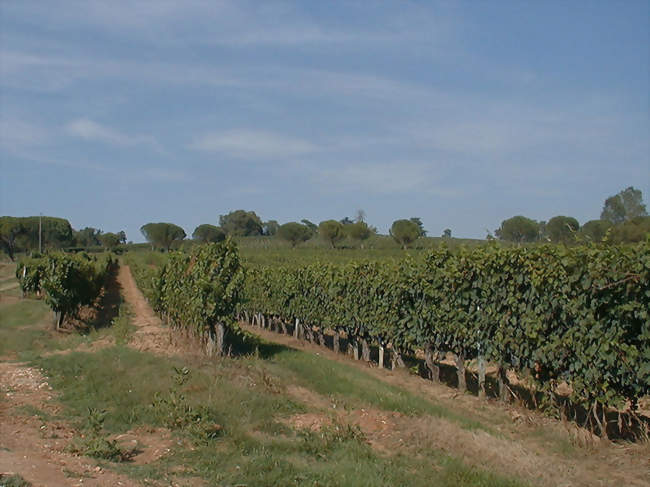 Vignes à Lembras - Lembras (24100) - Dordogne