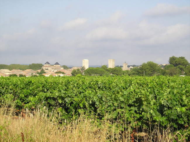 La partie centrale de Pignan et vignes - Pignan (34570) - Hérault