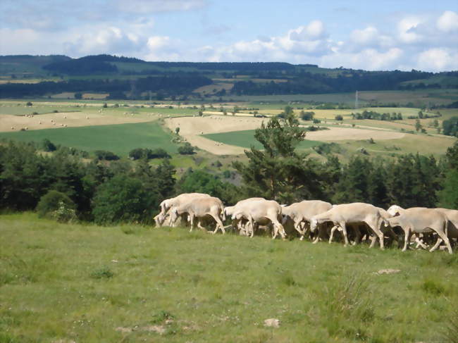 Fontanes, moutons sur le haut plateau - Fontanes (48300) - Lozère