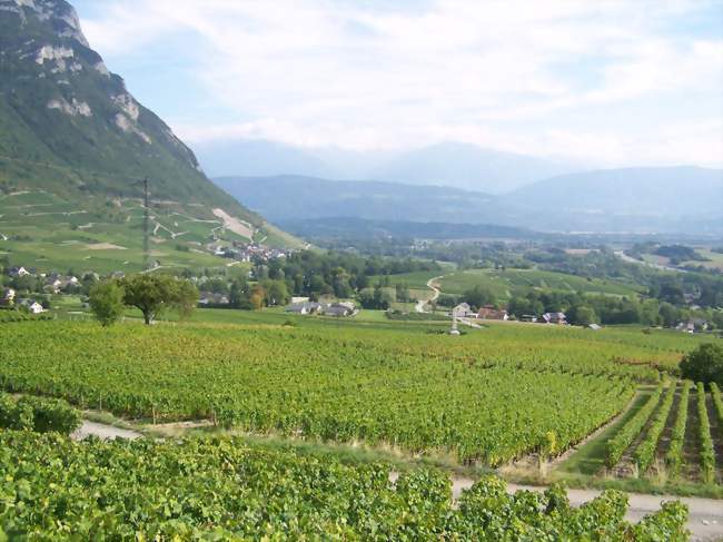 Vue sur les vignobles (AOC) de Chignin - Chignin (73800) - Savoie