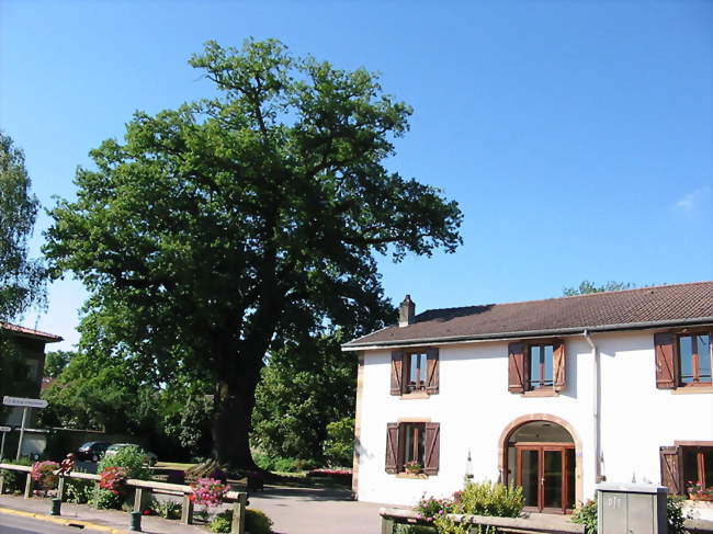 Le vieux chêne et la mairie - Roville-aux-Chênes (88700) - Vosges