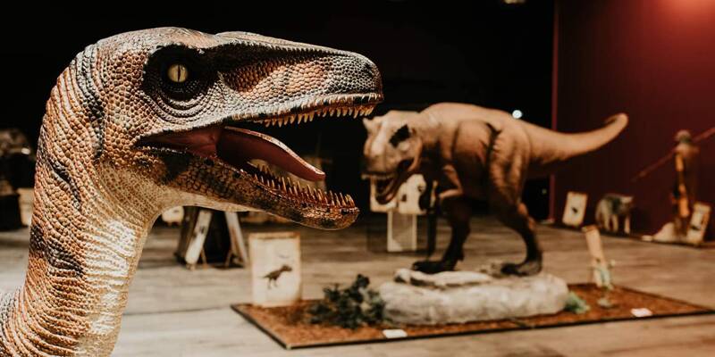 Gouvier Expo : dinosaures, fossiles et préhistoire