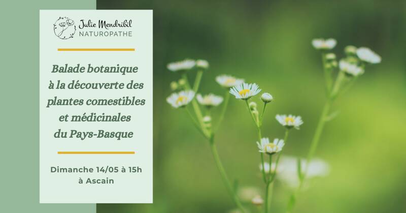 Rencontre Plantes sauvages du Pays-Basque