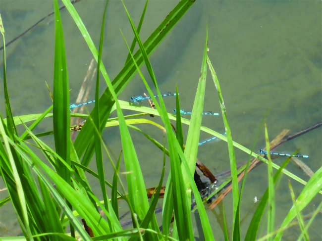 La vie de l’étang de Lavilletertre - rallye nature