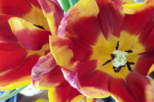 photo créativité et art floral : créer avec des tulipes