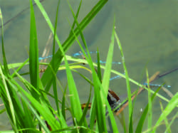 La vie de l’étang de Lavilletertre - rallye nature
