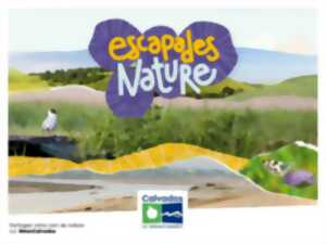photo Oiseaux et amphibiens du marais de Blonville-Villers