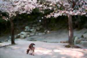 C'est l'heure des histoires : Kamishibaï de printemps