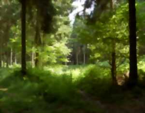 Balade contée en forêt