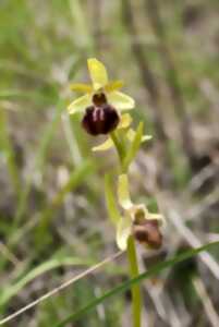 photo Les orchidées du Mont César