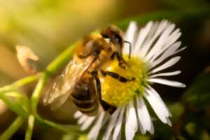photo Fête de l'abeille