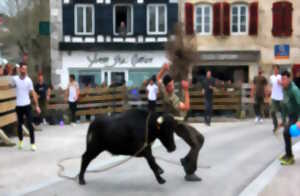 Course de vaches dans les rues.
