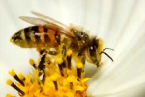Découverte de l'apiculture et des abeilles à Mondoubleau