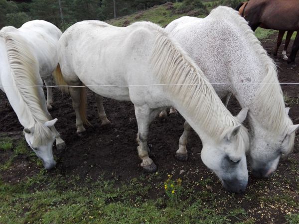 cherche pâturage chevaux