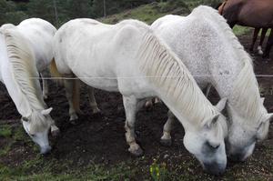 cherche pâturage chevaux