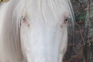 Recherche un bout de terrain a partager