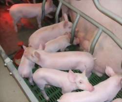 Ouvrier(e) élevage porcin - Naisseur/Engraisseur