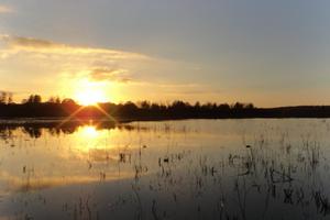 ACCOMPAGNATEUR À LA DÉCOUVERTE DES RICHESSES NATURELLES DE LA RÉSERVE NATURELLE RÉGIONALE DES ÉTANGS DE BELVAL EN ARGONNE