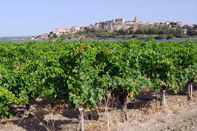 Bages et son vignoble - Bages (11100) - Aude