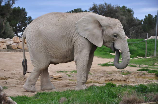Éléphant à la réserve africaine de Sigean - Sigean (11130) - Aude