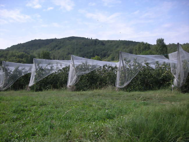 Vergers de pommiers le long de l'Hers - Sonnac-sur-l'Hers (11230) - Aude