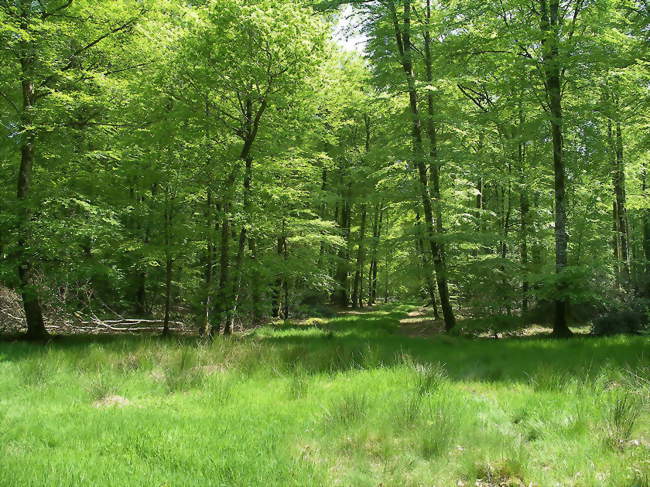 La forêt de Cerisy - Montfiquet (14490) - Calvados