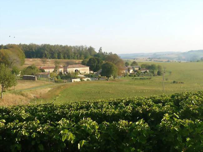 Vignoble près de Bessac - Bessac (16250) - Charente