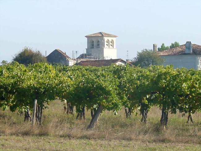 L'église Saint-Laurent au milieu du vignoble - Médillac (16210) - Charente