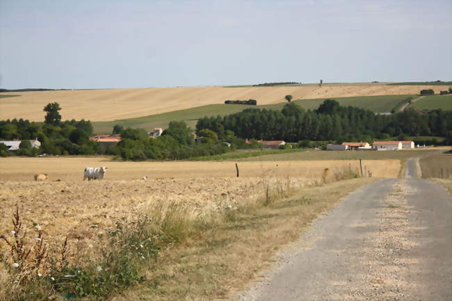 La campagne près de Saint-Pierre-de-Juillers - Saint-Pierre-de-Juillers (17400) - Charente-Maritime