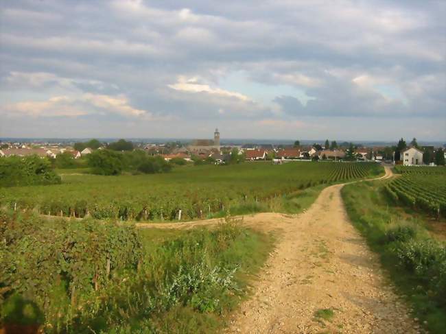 village de Marsannay la Cote - Marsannay-la-Côte (21160) - Côte-d'Or