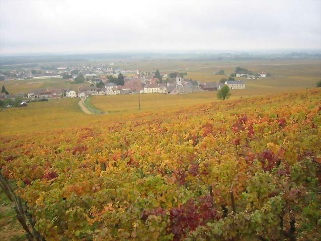 Morey-Saint-Denis - Morey-Saint-Denis (21220) - Côte-d'Or