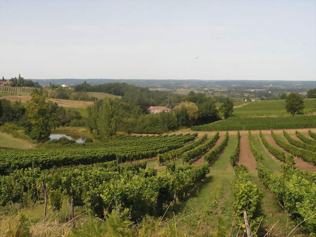 Vignobles à Colombier - Colombier (24560) - Dordogne