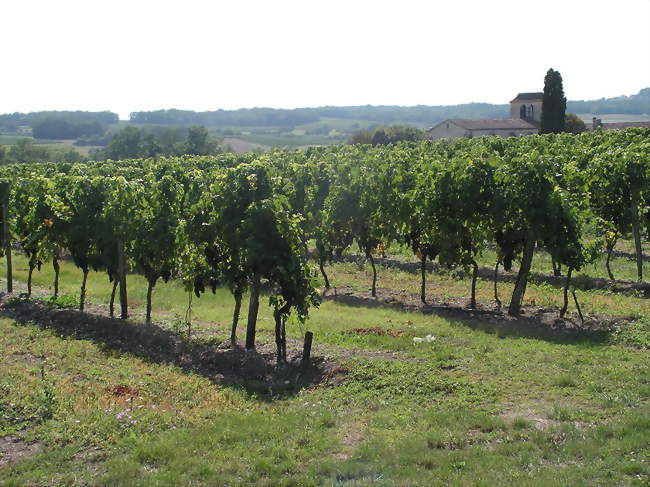 Vignes et église de Mescoules - Mescoules (24240) - Dordogne