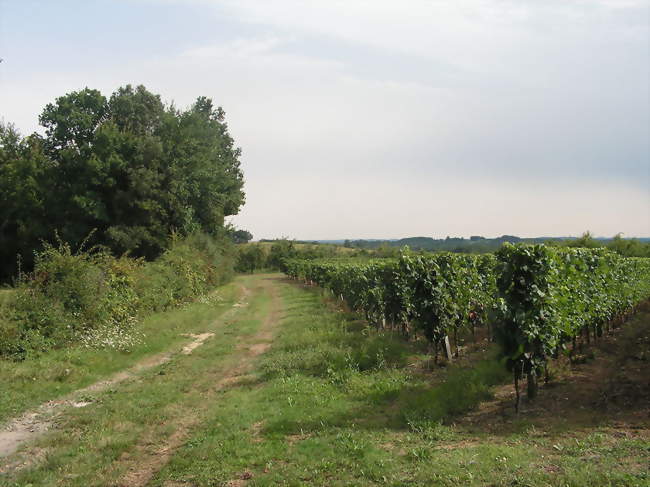 Vignoble à Saint-Perdoux - Saint-Perdoux (24560) - Dordogne