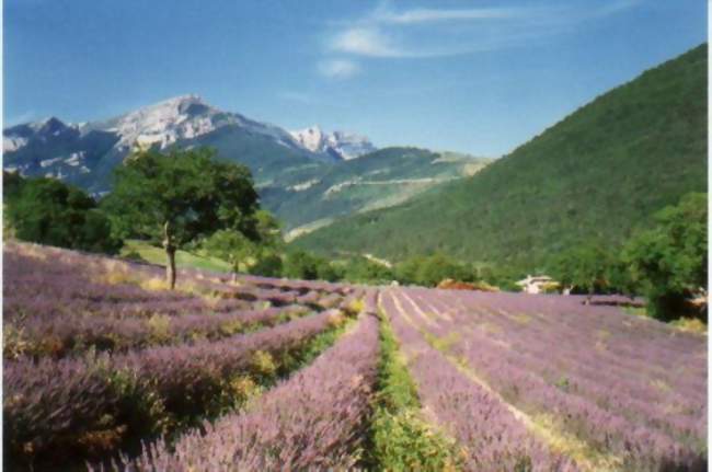 Champs de lavande à Chamaloc - Chamaloc (26150) - Drôme