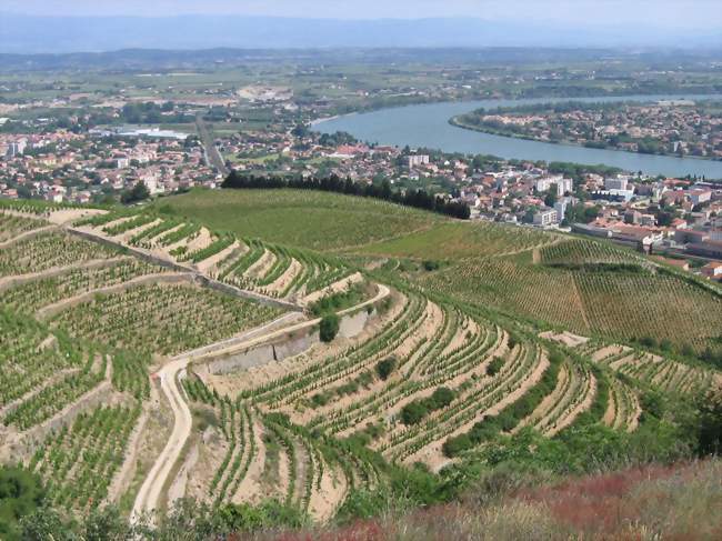 Vue générale de la ville et des vignobles - Tain-l'Hermitage (26600) - Drôme