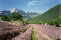 photo À tout bout d'champ à la Distillerie des 4 Vallées