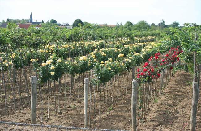 Pépinière de rosiers à Caillouet-Orgeville - Caillouet-Orgeville (27120) - Eure