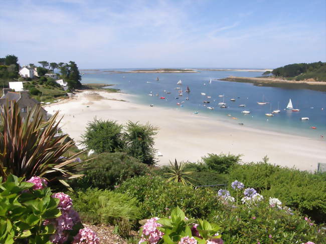 Enquête sur les algues  du haut de plage