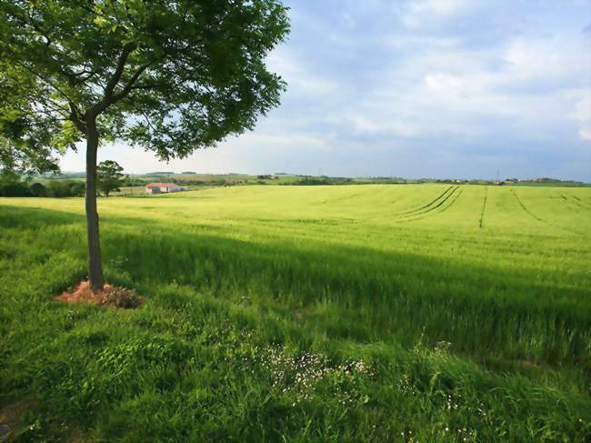 Paysage, Bélesta-en-Lauragais (31540) - Crédit: Domisol (CC by SA)