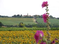 photo Ouvrier viticole / Ouvrière viticole
