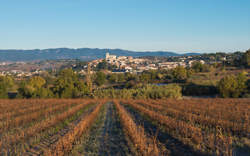 JOURNÉE PIQUE-NIQUE CHEZ LE VIGNERON INDÉPENDANT - DOMAINE ÉMILE & ROSE