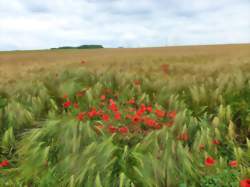 photo Les Origines de Vineuil et du Berry