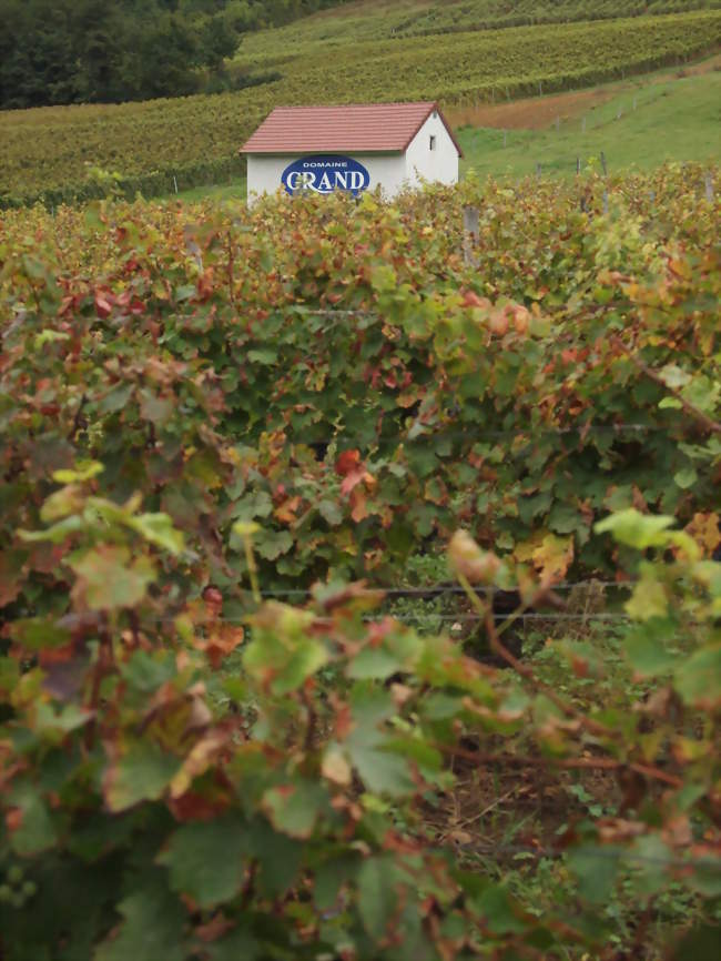 Vignoble à Passenans - Passenans (39230) - Jura