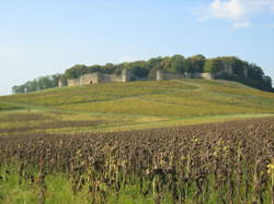 photo Les vendanges en balade