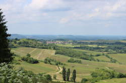 photo Lambrusques et des vignes hybrides