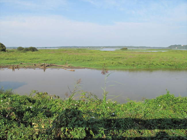 Réserve naturelle nationale du Marais d'Orx - Orx (40230) - Landes