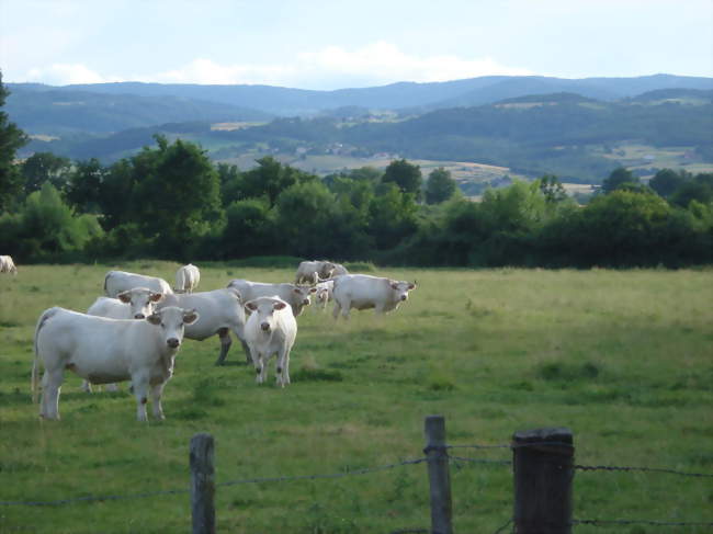 Paysage du Bas-Forez à Chalain-d'Uzore - Chalain-d'Uzore (42600) - Loire