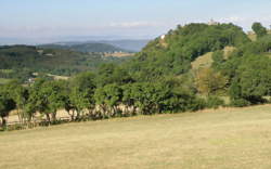 photo COQ'LICOTS 2024 - ARBRES ET CHEMINS : “Un autre regard sur nos sucs”