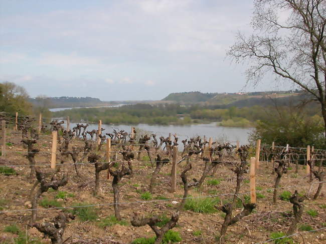 Vignoble dominant la Loire - Le Cellier (44850) - Loire-Atlantique